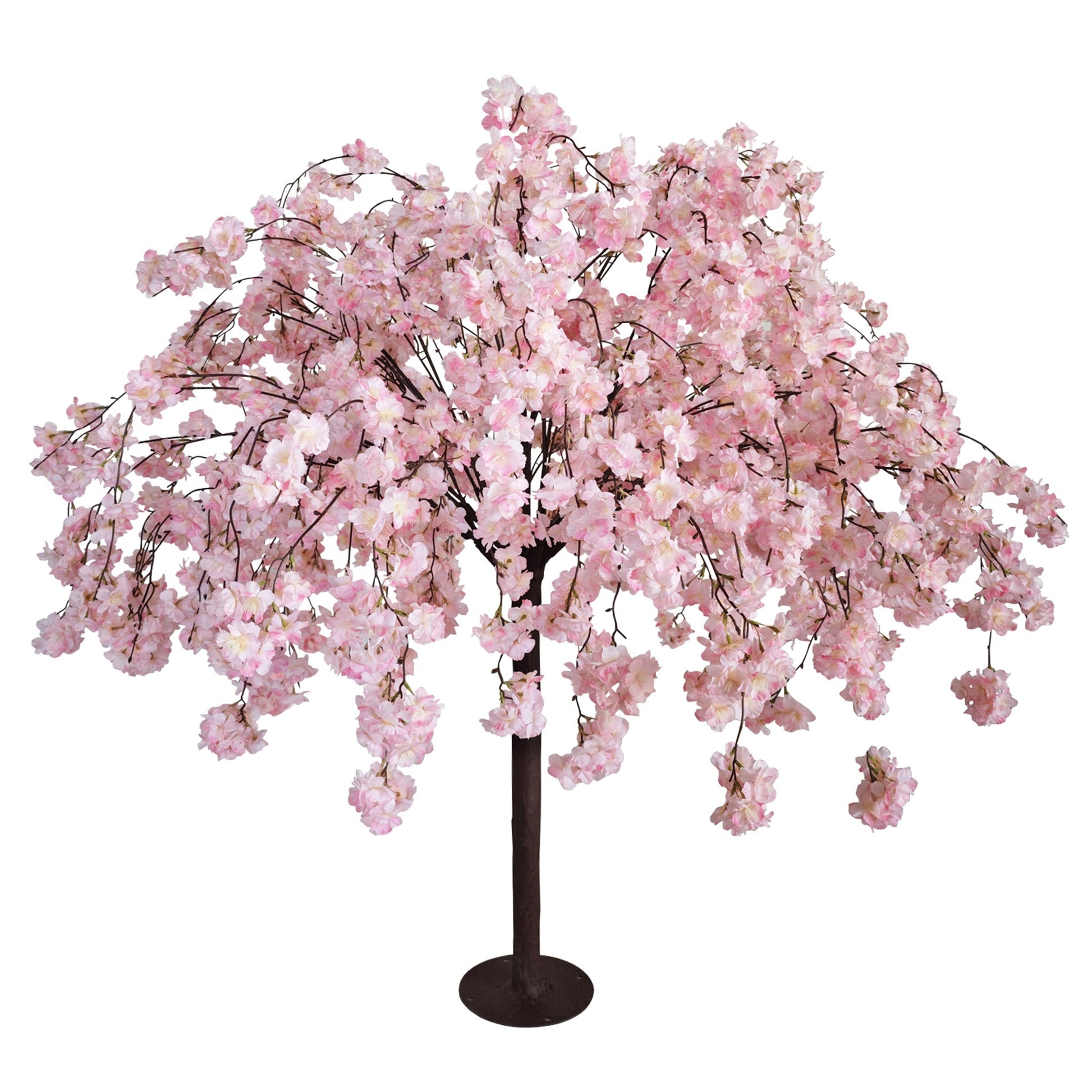 5ft Pink Weeping Cherry Blossom Tree