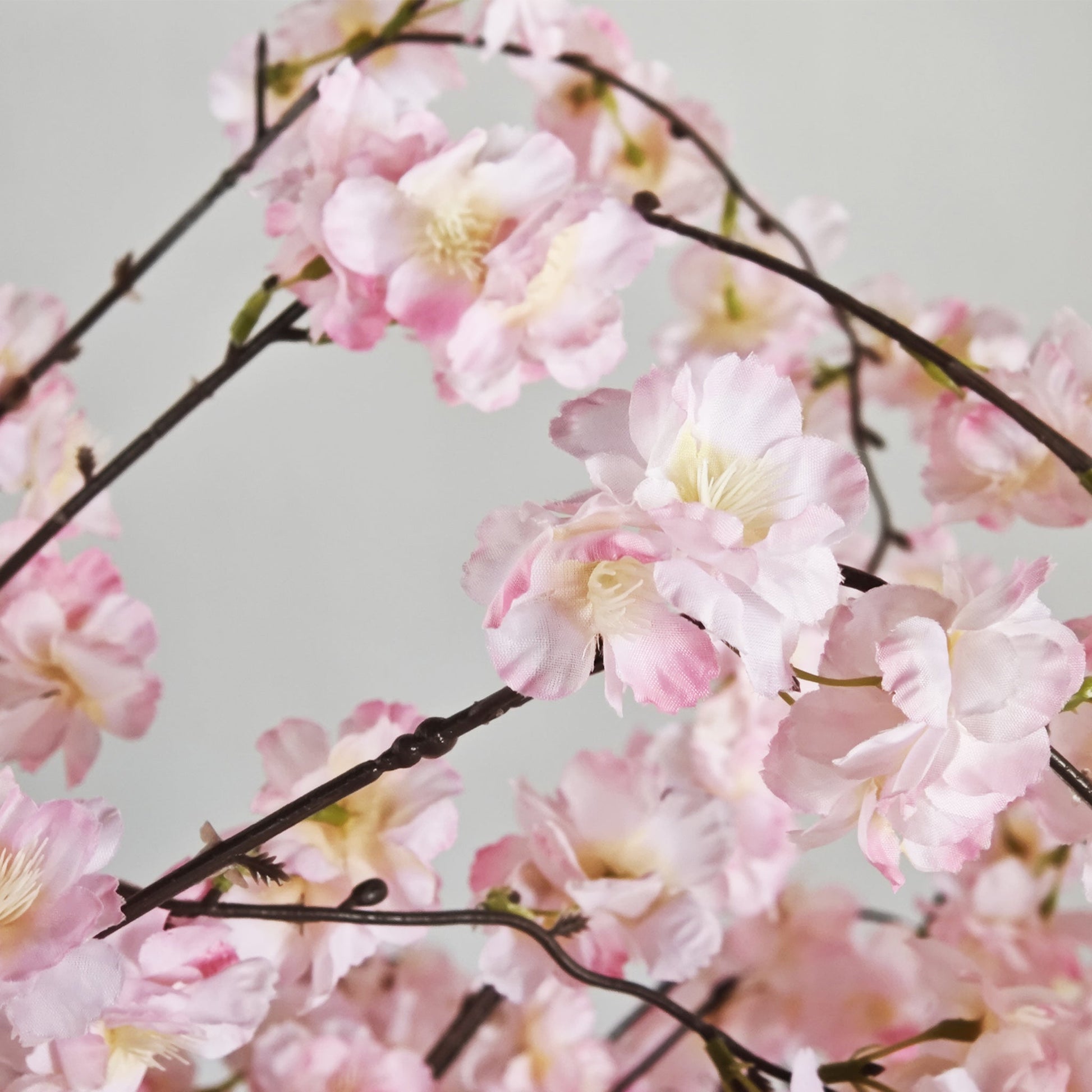 5ft Pink Weeping Cherry Blossom Tree
