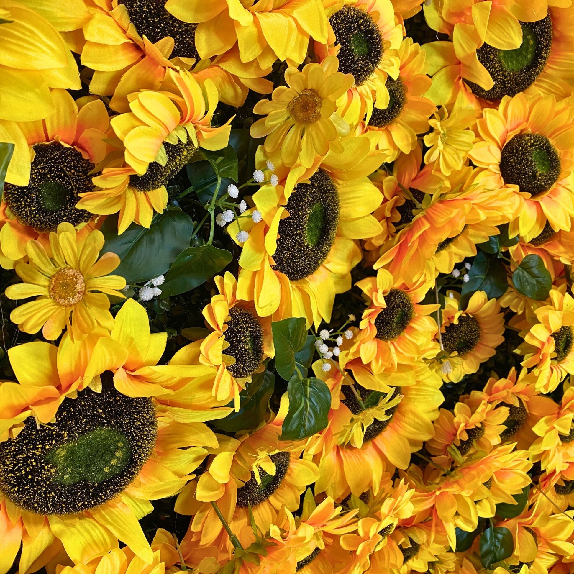 Premium Sunflower Wall Roll Up Backdrop 8ft x 4ft